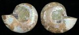 Small Desmoceras Ammonite Pair #5313-1
